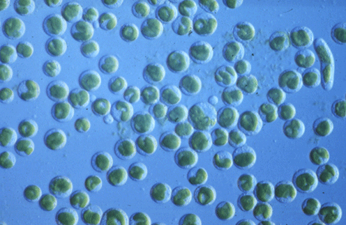 mesotaeniumprotoplasts